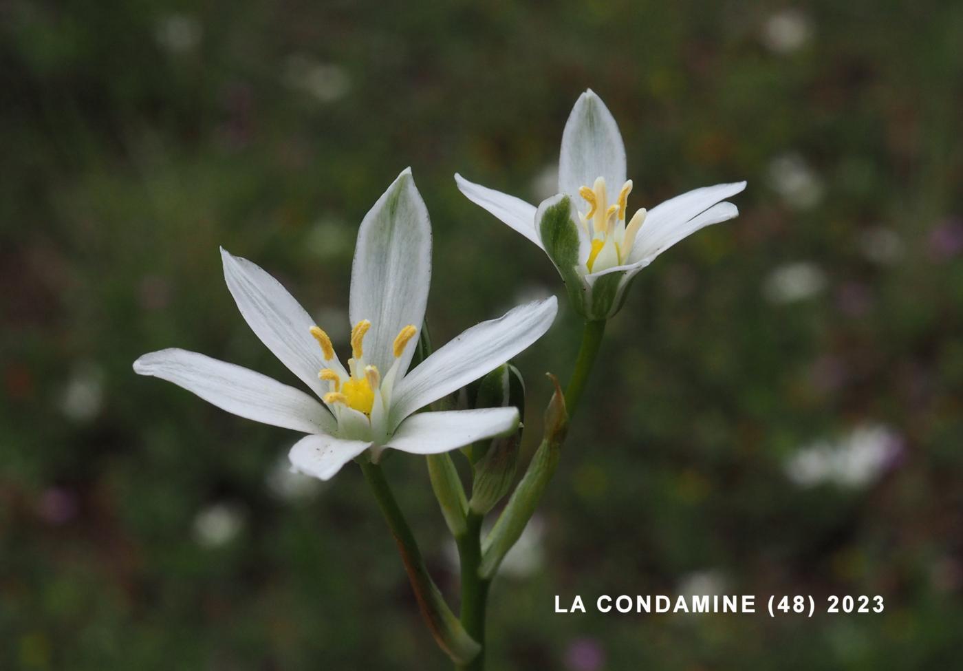 Star-of-Bethlehem, [Erect-leaved] flower